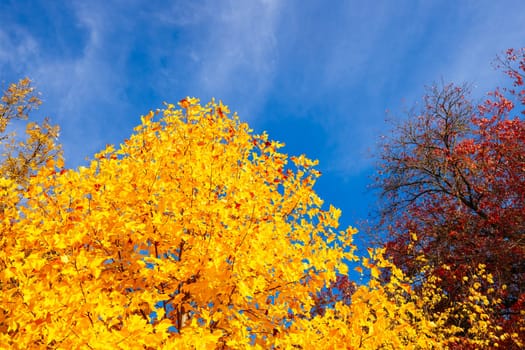 MARYSVILLE, AUSTRALIA - APRIL 28 2024: Brilliant autumn colors in streets in the quaint tourist country town of Marysville on an autumn morning in Victoria, Australia