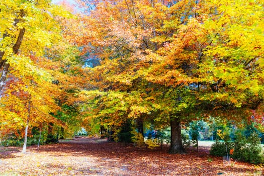 MARYSVILLE, AUSTRALIA - APRIL 28 2024: Brilliant autumn colors in streets in the quaint tourist country town of Marysville on an autumn morning in Victoria, Australia