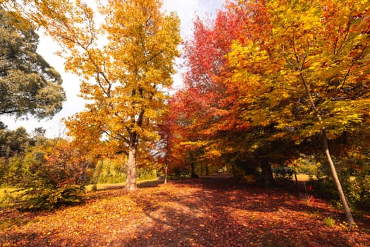 MARYSVILLE, AUSTRALIA - APRIL 28 2024: Brilliant autumn colors in streets in the quaint tourist country town of Marysville on an autumn morning in Victoria, Australia