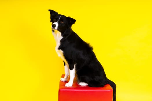 A happy black dog border collie portrait on a yellow and red background