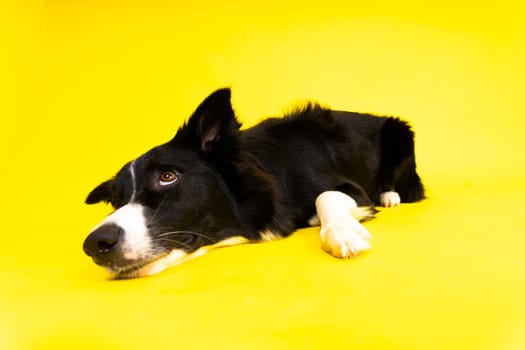 A happy black dog border collie portrait on a yellow and red background