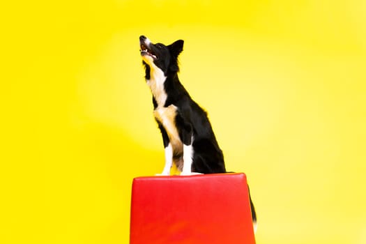 A happy black dog border collie portrait on a yellow and red background