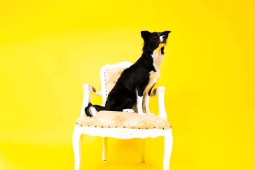 A happy black dog border collie portrait on a yellow and red background