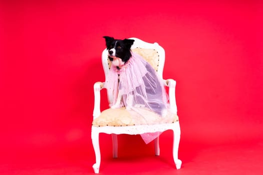 A happy black dog border collie portrait on a yellow and red background