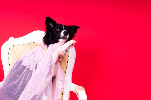 A happy black dog border collie portrait on a yellow and red background