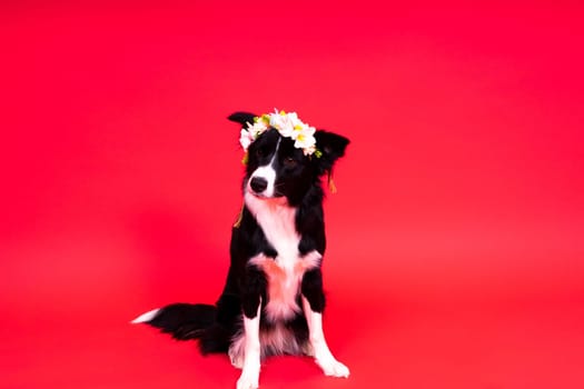 A happy black dog border collie portrait on a yellow and red background