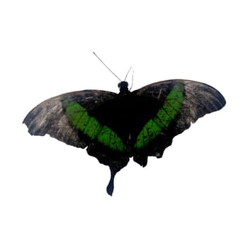 Green and Black Tropical Butterfly Isolated on White Background.