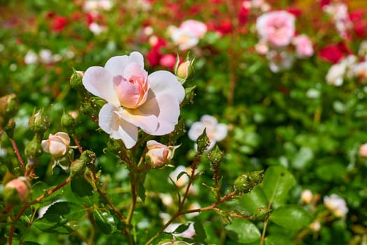 a prickly bush or shrub that typically bears red, pink, yellow, or white fragrant flowers, native to north temperate regions