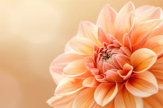 Orange dahlia flower on beige background beauty in nature and artistic elegance