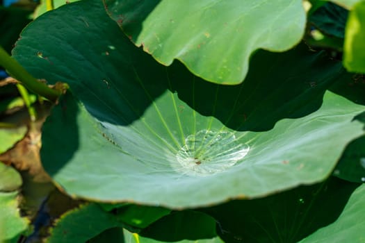 A leaf with a drop of water on it.