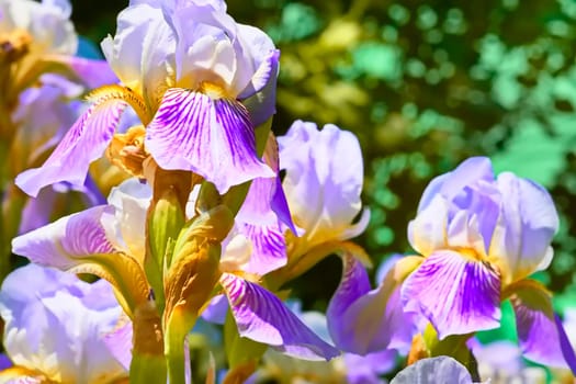 a plant with sword shaped leaves and showy flowers, typically purple, yellow, or white.