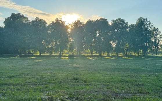 View of an agriculturally used field with green grass. High quality photo