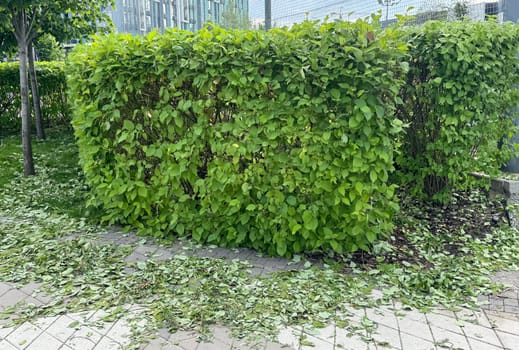 a trimmed hedge with leaves left in a circle on the pavement . High quality photo