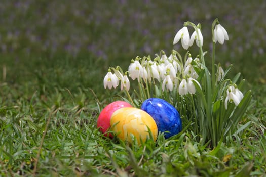 Three colorful Easter eggs rest in a patch of green grass, nestled beside delicate white flowers. Sunlight warms the scene, casting soft shadows on the grass.
