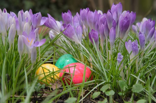 Red, yellow and green Easter eggs lie in the green grass next to purple crocuses.