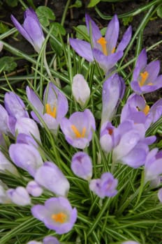 Delicate purple crocuses bloom against the green grass, heralding the arrival of spring. This photo gives a feeling of freshness and renewal of nature.