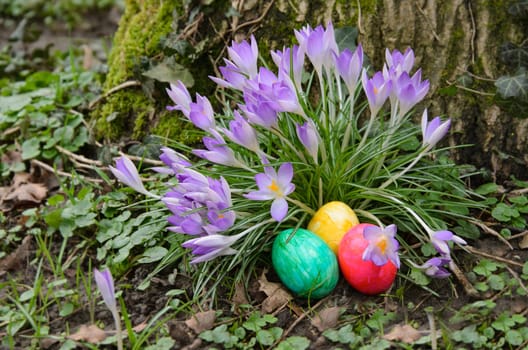 Red, yellow and green Easter eggs lie in the green grass next to purple crocuses.