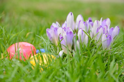 Red, yellow and green Easter eggs lie in the green grass next to purple crocuses.