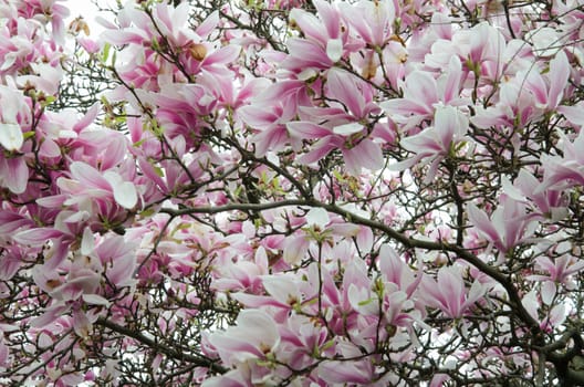 Pink magnolia flowers fill the entire frame. Suitable as a background for text.