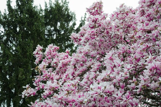 Delicate pink magnolia flower in full bloom cast in soft cloudy light. There is a green spruce tree in the background.