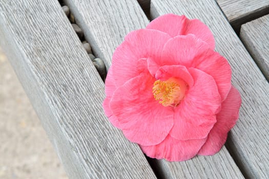 Beautiful pink camellia flower lying on wooden boards. Soft light illuminates the delicate petals of the flower.