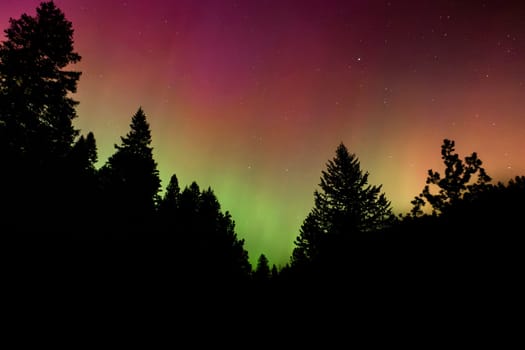 northern lights above a forest that happened during a G5 solar storm on 5/11/2024