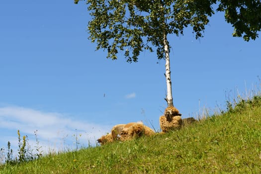 A lama lies contentedly on a lush, grass-covered hill, with a birch tree and vast blue sky above.
