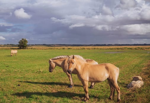 Beautiful thoroughbred horses with foal graze in the meadow at sunset.