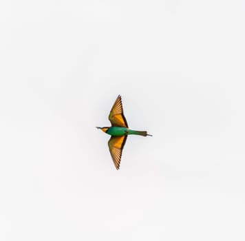 European bee-eater bird, Merops Apiaster, flight open wings in white sky, Geneva, Switzerland