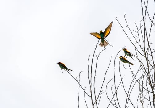 European bee-eater bird, Merops Apiaster, on tree branches, Geneva, Switzerland