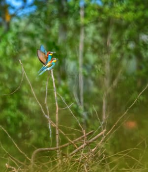 Couple of European bee-eater birds, Merops Apiaster, flying and standing on a branch, Geneva, Switzerland