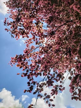 Tricolor Beech Tree (Fagus sylvatica) Seen During a Sunny Day
