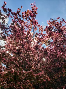 Tricolor Beech Tree (Fagus sylvatica) Seen During a Sunny Day