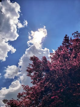 View of a Tricolor Beech Tree (Fagus sylvatica) Seen During a Sunny Day