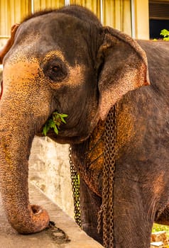 Sri Lanka temple elephant in chains for Elephant rides in Bentota Beach Galle District Southern Province Sri Lanka.