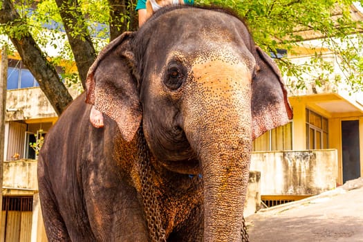 Sri Lanka temple elephant in chains for Elephant rides in Bentota Beach Galle District Southern Province Sri Lanka.