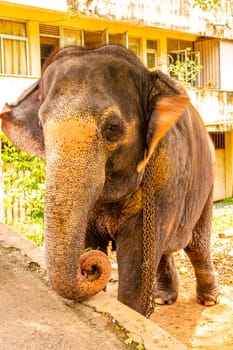 Sri Lanka temple elephant in chains for Elephant rides in Bentota Beach Galle District Southern Province Sri Lanka.