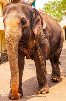 Sri Lanka temple elephant in chains for Elephant rides in Bentota Beach Galle District Southern Province Sri Lanka.