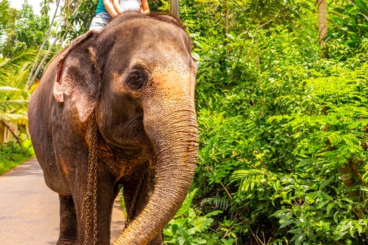 Sri Lanka temple elephant in chains for Elephant rides in Bentota Beach Galle District Southern Province Sri Lanka.