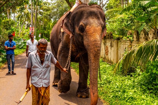 Sri Lanka temple elephant in chains for Elephant rides in Bentota Beach Galle District Southern Province Sri Lanka.