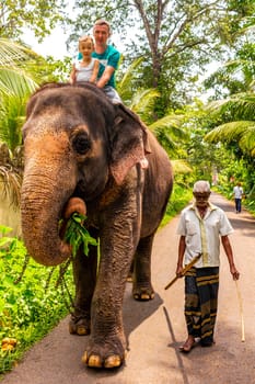 Sri Lanka temple elephant in chains for Elephant rides in Bentota Beach Galle District Southern Province Sri Lanka.