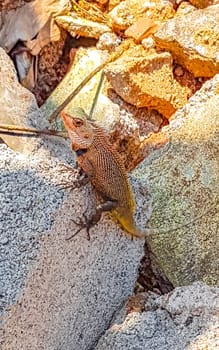 Lizard chameleon iguana with spikes on its back on a rock in Mirissa Beach Matara District Southern Province Sri Lanka.