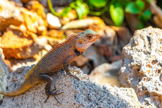 Lizard chameleon iguana with spikes on its back on a rock in Mirissa Beach Matara District Southern Province Sri Lanka.