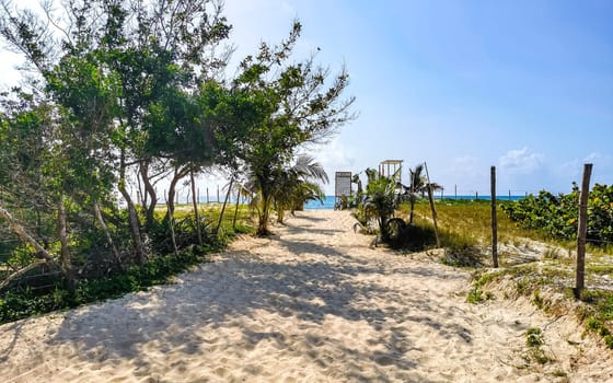 Tropical natural way walking  path to the beach in the nature jungle between plants and palm trees in Playa del Carmen Mexico.