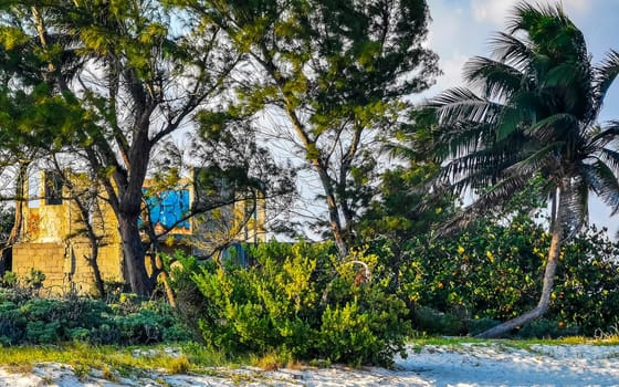 Tropical mexican caribbean beach nature with plants palm trees and fir trees in jungle forest nature with  blue sky and beach sand in Playa del Carmen Quintana Roo Mexico.