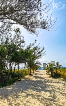 Tropical natural way walking  path to the beach in the nature jungle between plants and palm trees in Playa del Carmen Mexico.