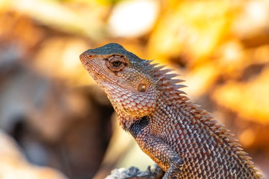 Lizard chameleon iguana with spikes on its back on a rock in Mirissa Beach Matara District Southern Province Sri Lanka.