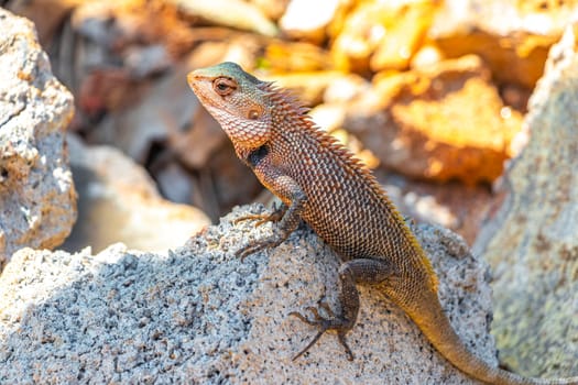 Lizard chameleon iguana with spikes on its back on a rock in Mirissa Beach Matara District Southern Province Sri Lanka.