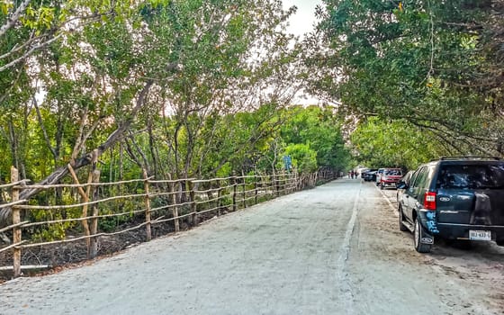 Path road and trail in the tropical nature jungle in Playa del Carmen Quintana Roo Mexico.