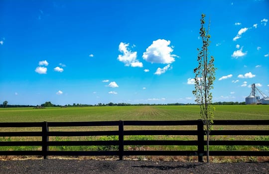 View of a Fenced Agricultural Field with New Growth During a Sunny Day